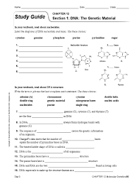Rna polymerase then uses one strand of dna as a template from which nucleotides are assembled into a strand of rna. Ch 12 Study Guide Translation Biology Dna
