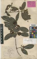 Image result for Brackenridgea