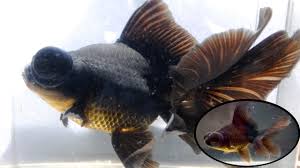 These beautiful goldfish are distinguished by their unique butterfly shaped tails. How To Goldfish Growth Telescope Update Youtube