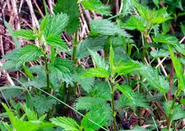 Is there any science behind such ancient cures? Yes Stinging Nettles Sting But They Have Many Assets Too