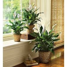 Image result for Spathiphyllum