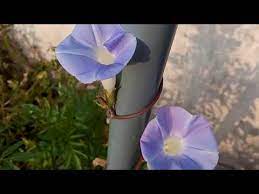 Morning Glory Flower Meaning In Marathi Best Flower Wallpaper