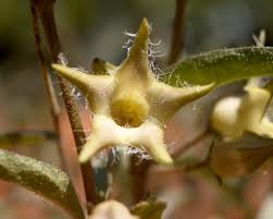 Image result for Brachystelma