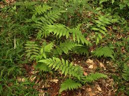 Image result for Christella gueinziana