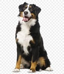 We will then search our database for bernese mountain dog breeders and their litters and propose several puppies that we feel suit you and your lifestyle best. Bernese Mountain Dog German Shepherd Mix Puppies