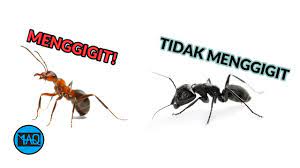 Gambar hewan semut hitam merapatkan flora bunga. Kenapa Semut Hitam Tidak Menggigit Sementara Semut Merah Menggigit Kenapa Begitu Bogeng Youtube