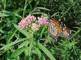 Swamp Milkweed Missouri Native Plant Important For Monarch Butterflies Asclepias Incarnata Plants That Attract Butterflies Asclepias