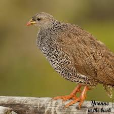 Image result for Aspilia natalensis