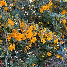 Image result for Berberis darwinii