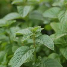 Image result for Mentha aquatica