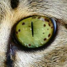 Prix & informations traitement du cancer de l'oeil en turquie istanbul, découvrez nos meilleures cliniques et docteurs basés sur des avis récents et certifiés. Melanome De L Iris Chez Le Chat Conseil Veto Illustre Catedog