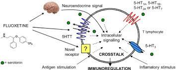 Immunomodulatory Effects Of Fluoxetine A New Potential Pharmacological Action For A Classic Antidepressant Drug Sciencedirect