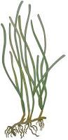 Image result for Zostera capensis
