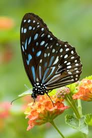 A desktop wallpaper is highly customizable, and you can give yours a personal touch by adding your images (including your photos from a camera) or download beautiful pictures from the internet. 68 Hd Cellphone Wallpapers For All Mobiles Brands