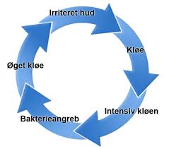 Endetarmen utvider seg til rektumampullen, som er lagringsplass for avføringen. Gode Rad Mod Analkloe Maveguiden Dk