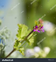 Image result for Pelargonium grossularioides