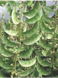 Image result for Dolichos