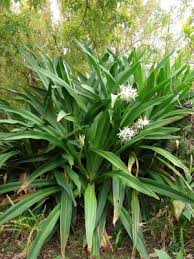 Image result for Crinum asiaticum