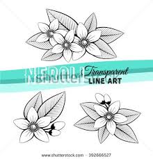 Black And White Orange Blossom Clip Art Stock Photos Royalty Free Images And Vectors Line Art Flower Painting Flower Art