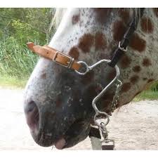 Bit And Bridle Clothing Size Chart Little S Hackamore Please Note That None Of These Images Belong To Me Horses Horse Tack Horse Owner
