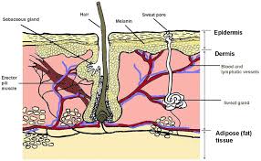 Free Anatomy Quiz Articles What Are The Names And Functions Of The Two Main Layers Of The Skin