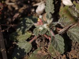 Image result for Chrozophora plicata