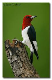 Birds In The Trap Sing Brian Mcknight I Had This Beautiful Woodpecker Living In A Tree In My Backyard All Summer Def One Beautiful Bird Red Headed Woodpecker Birds Beautiful Birds Bird Pictures