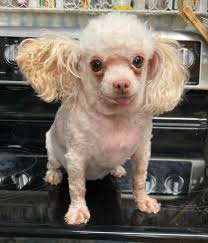 This was taken a few days before our dearly loved Pimmie passed away