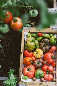 Pin By Amandine L Hyver Ble Noir St On Country Life Tomato Farming Growing Organic Tomatoes Vegetables Photography