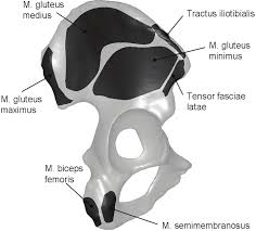 The hip is additionally rotated, abducted, and facilitated into action by a group of 6 small lateral rotator muscles which are located directly above the posterior the uppermost of the medial thigh muscles is the pectineus muscle. Attachment Areas Of Simulated Muscle Forces In The Fe Model Acting At Download Scientific Diagram