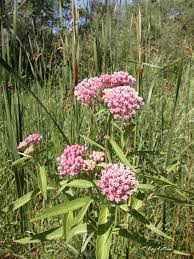 Image result for Asclepias