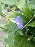 Image result for Clitoria kaessneri