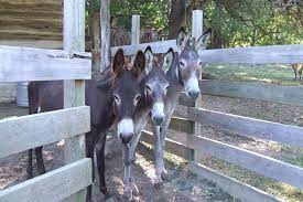 Maybe you would like to learn more about one of these? 5 Petting Zoos Animal Farms And Habitats In Austin