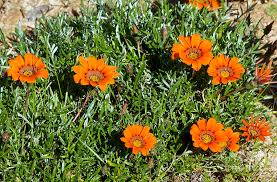Image result for Gazania krebsiana