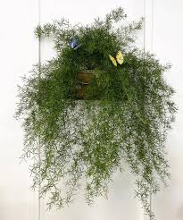 Image result for A. densiflorus Sprengeri