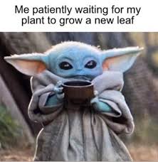 My Newly Converted Plant Lover Wife Sent Me This Today Diy Gardening Garden Home Yoda Funny Star Wars Memes Yoda Meme
