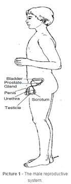 The shoulder muscles bridge the transitions from the. Body System Reproductive Male