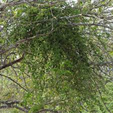 Image result for Englerina muerensis