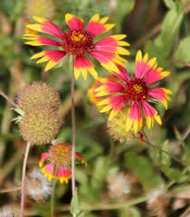How To Prune Indian Blanket Flowers