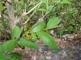 Image result for Croton pseudopulchellus