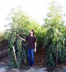 We have a wide range of fruit trees with great every day prices. Ga 866 Jujube Trees For Sale Jujube Tree Jujube Fruit Fruit Plants