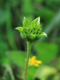 Image result for Calyptocarpus vialis