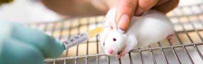 We have a clear commitment: Feature Animal Testing In Asia Harmonised Approach Unlikely