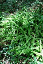 Image result for Asplenium normale