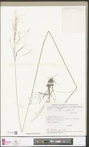 Image result for Loudetia simplex