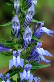 2.00 to 3.00 feet bloom time: 12 Indiana Native Shade Plants Ideas Shade Plants Plants Perennials