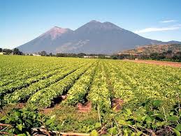 The highlands of guatemala produce several of the world's finest and most distinctive coffees. Guide To Guatemalan Coffee Bean Box