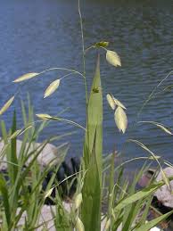 Image result for Chasmanthium latifolium