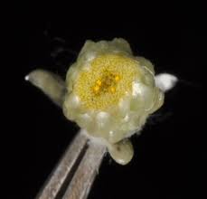 Image result for Pseudognaphalium oligandrum