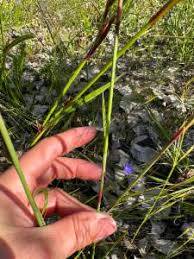 Image result for Tetraria